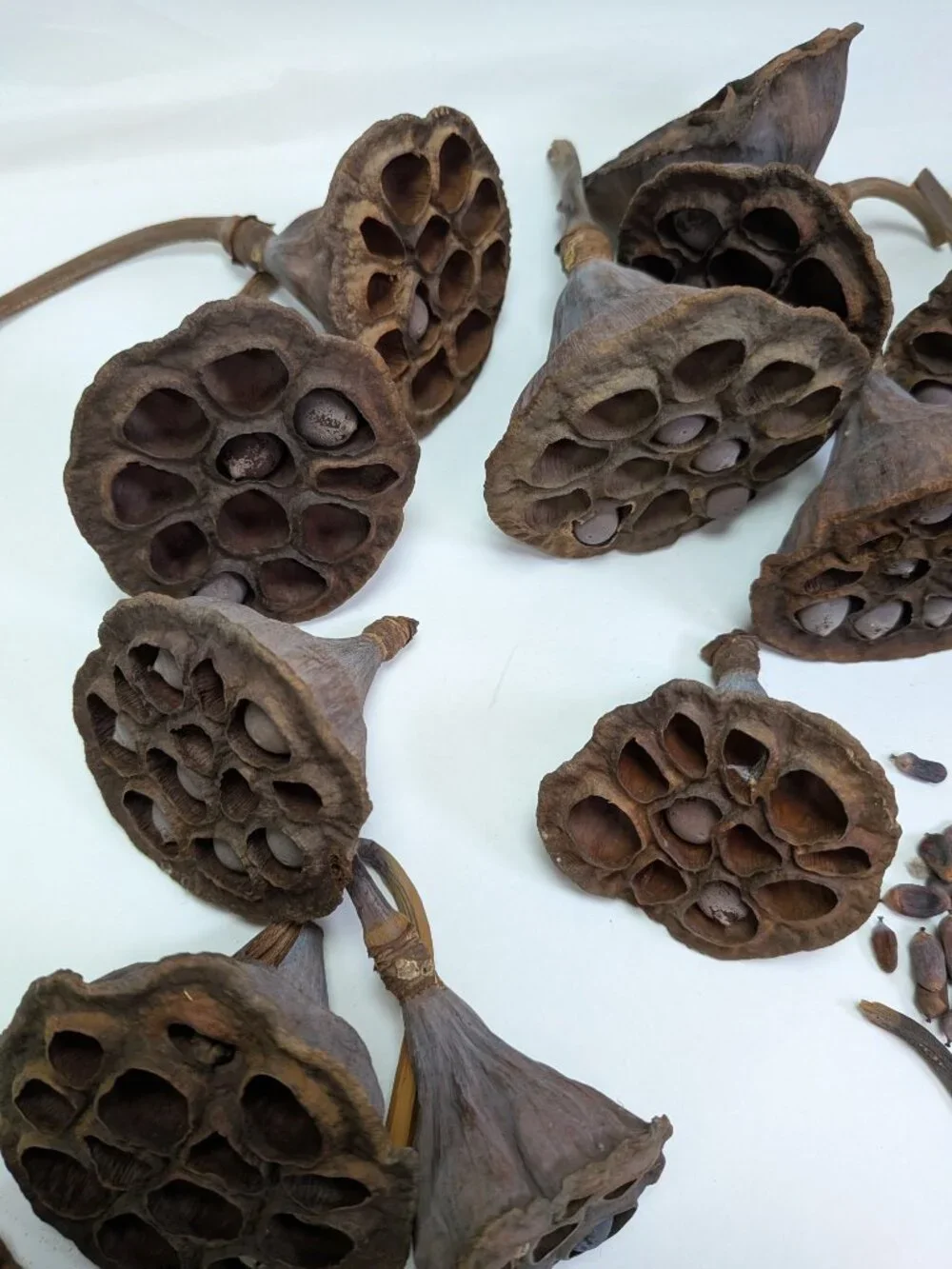 Dried Lotus Pods Pine Cones 35 pc Lot Craft Floral Arrangement Decor Botanical